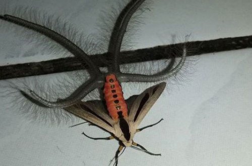 İndoneziyada yadplanetliyə bənzər həşərat görüntülənib – VİDEO