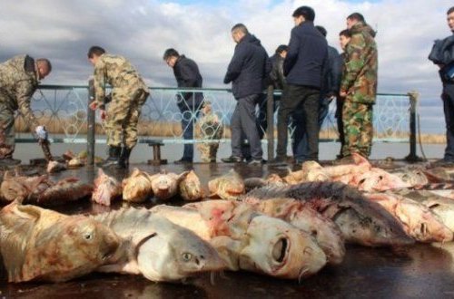 Azərbaycanlılar brakonyerlik fəaliyyətinə görə Qazaxıstanda saxlanıldı