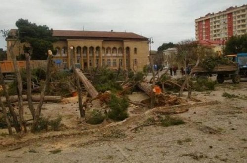 Bakıda ağacları kəsib restoran tikirlər – ŞİKAYƏT + FOTO