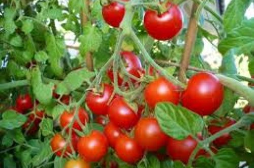 Rusiya 18 ton pomidoru Azərbaycana qaytarıb