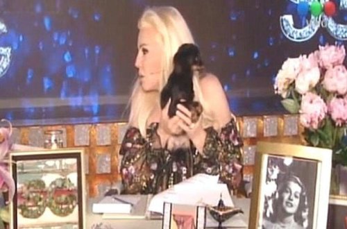 Canlı yayımda şok - İt aparıcını batırdı - VİDEO