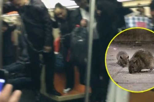 Metroda ÇAXNAŞMA - Vaqona siçovul girdi və... - VİDEO