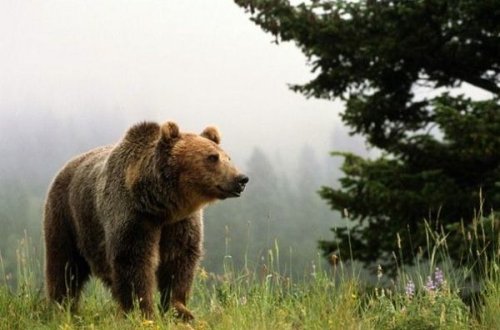 Ayı ovçuları həbs edildi – FOTO