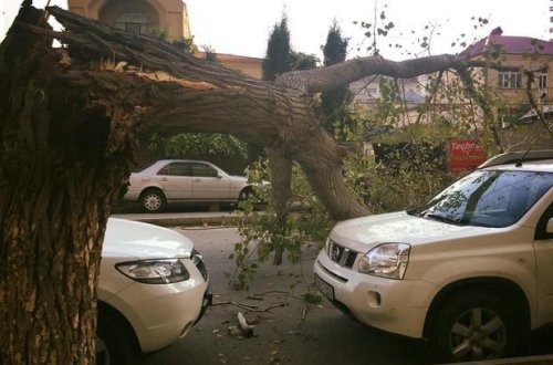 Bakıda güclü külək ağacı aşırdı - VİDEO