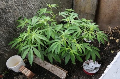 Bakıda narkotik yetişdirən polis mayoruna hökm oxundu