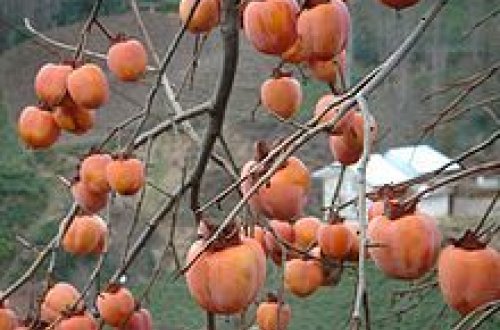 Şəkidə ağacdan yıxılan 83 yaşlı kişi ağır xəsarət alıb