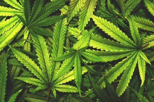 Kanada parlamenti marixuananın leqallaşdırılmasına dair qanun layihəsini təsdiqləyib