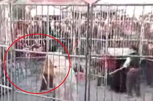 Sirkdə faciə: pələng iki uşağa hücum çəkdi - VİDEO