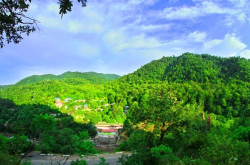 Meşədən ağac kəsənlər cərimələndi