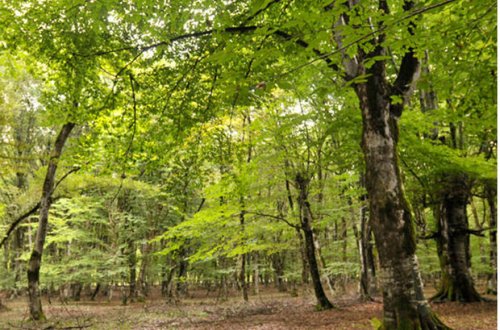 Azərbaycanda meşələrin icarəsinə maraq artıb