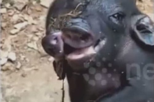 Çində iki başlı və səkkiz ayaqlı donuz doğulub - VİDEO