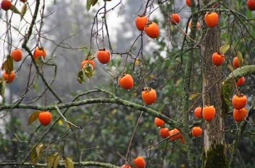 Göygöldə 22 yaşlı oğlan özünü xurma ağacından asdı