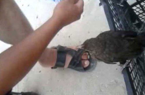 Toyuq oğrusuna 2 il 6 ay cəza