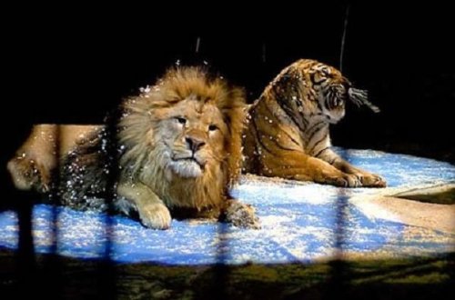 Çində şirlə pələng ata hücum etdi – VİDEO