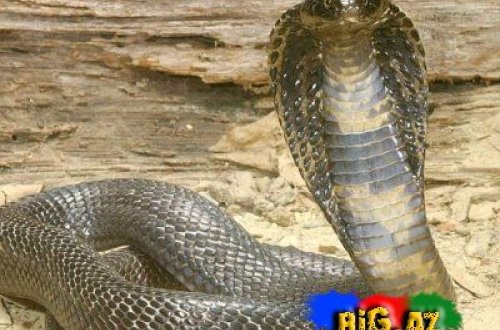 İnsanları ən çox qorxudan 5 şey