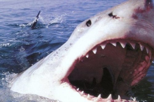 Köpək balığını gözlər önündə hipnoz etdi - VİDEO