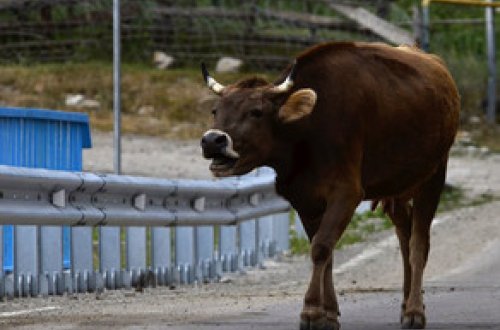 Mingəçevirdə qəssabdan qaçan öküz yaşlı qadını vurub
