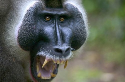 Taylandda ac meymunlar kəndə hücum etdi