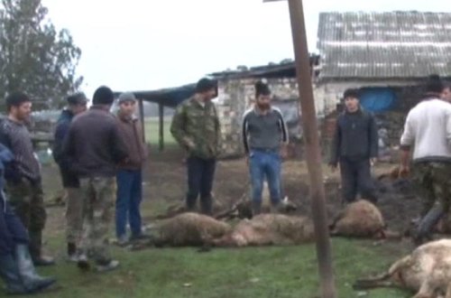 Fermaya hücum edən canavarlar 29 qoyunu parçaladı - VİDEO - FOTO