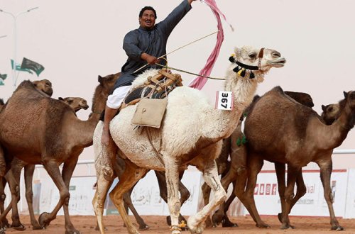 Kral Əbdüləziz adına dəvə Festivalında QƏRİBƏ OLAY - 12 