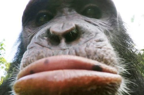 Meymunlar da eynən turistlər kimi davranırmış - VİDEO - FOTO