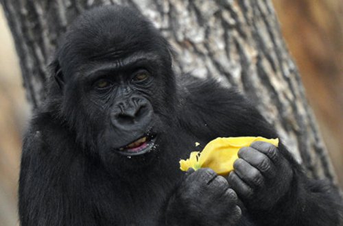 Dünyanın ən yaşlı qorillası öldü - FOTO