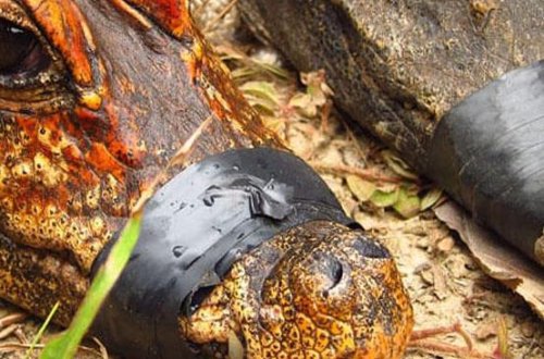 Alimlərin sensasiyalı kəşfi: narıncı timsah tapıldı - VİDEO - FOTO