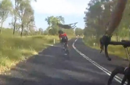 Avstraliyada kenquru velosipedçi qadını vurdu - VİDEO
