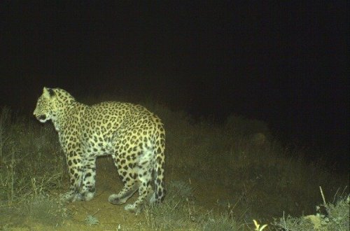 Astarada bəbir qorxusu: Dişi bəbir dananı parçaladı - FOTO