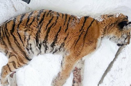 Dişləri ağrıyan pələng kəndə girdi - VİDEO - FOTO