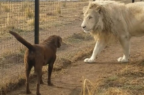 Şir itin pəncəsindən öpdü: İnanılmaz olay – Video