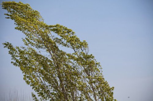 Azərbaycanda sabahdan güclü külək əsəcək - XƏBƏRDARLIQ