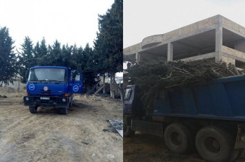 Avtomobil Yolları Dövlət Agentliyi Ramanıda ağacları kəsdi - FOTOLAR