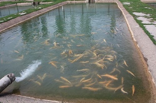 Polkovnik balıq biznesi adı ilə pul alıb toyuq ferması yaratdı