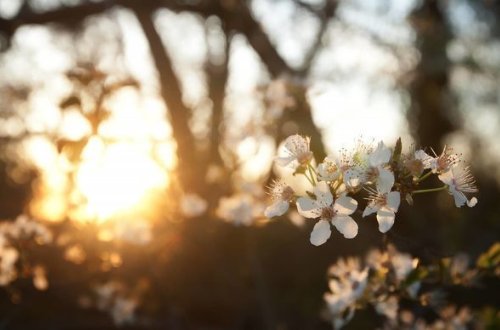 Sinoptiklər 20 dərəcə isti vəd edirlər