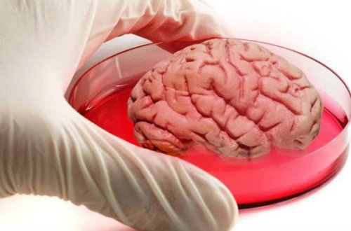 Alimlər süni insan beyni yetişdirdilər