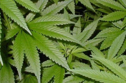 Mərdəkan sakininin həyətində çətənə kolları aşkarlandı