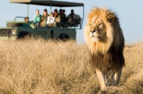 Şir sahibinə hücum etdi – VİDEO