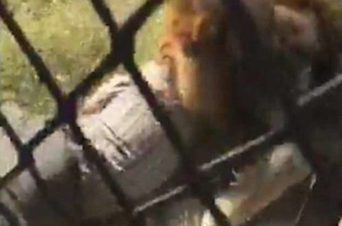 Ürəyi zəif olanlar izləməsin - Aslan yaşlı adama hücum etdi və.../ VİDEO