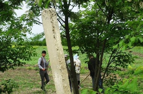 Ağdamda işçiləri icra başçısının bağında qul kimi işlədirlər - FOTOLAR