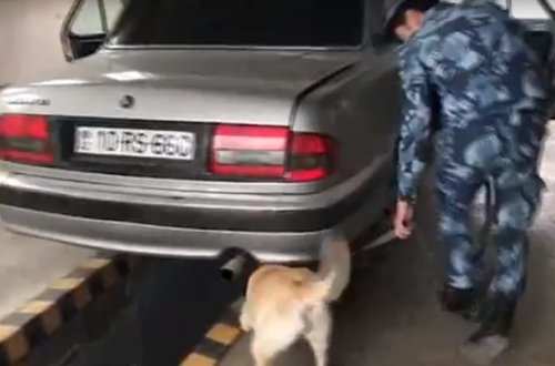 Gömrük iti narkotiki belə tapdı - Video