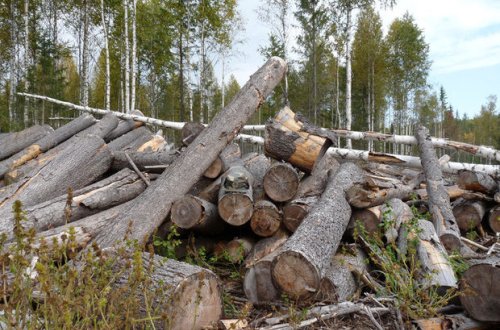 Gəncədə təbiətə 8400 manat ziyan vurulub - FOTO