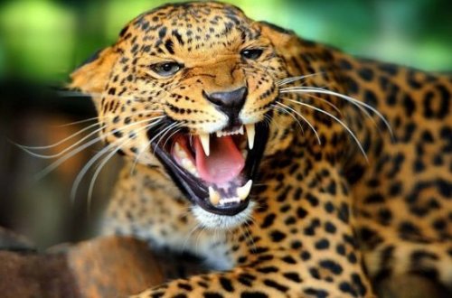 Leopard üç yaşlı uşağı yedi