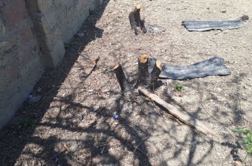 Sabunçuda qanunsuz 27 ağac kəsilib