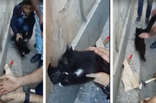 Bakı sakini pişiyi xilas etmək üçün obyektin divarını dağıtdı – VİDEO