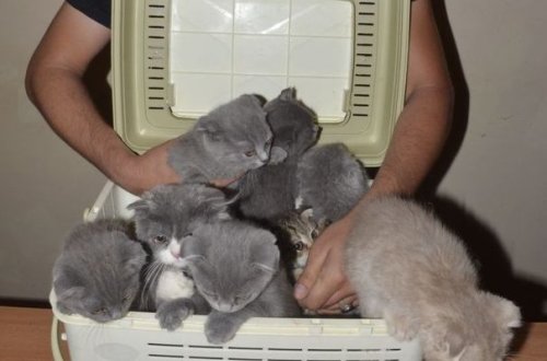 “Şotland pişikləri”ni ölkədən çıxaran şəxs saxlanıldı