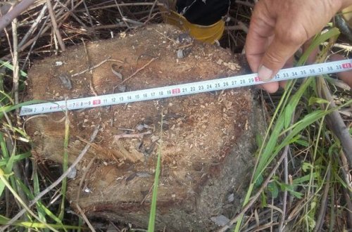 Kürdəmir sakini təbiətə 2200 manat ziyan vurub - FOTO