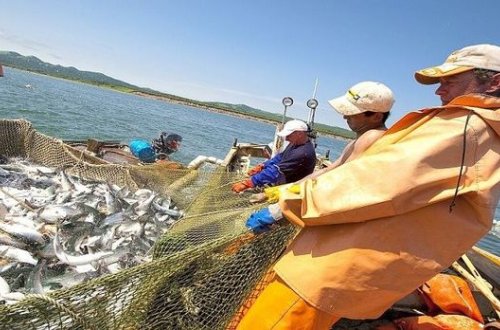 Balıq ovu ilə bağlı cəzalar sərtləşdirildi - VİDEO