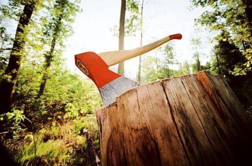 Ağac qətliamına görə cinayət işi açıldı