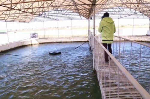 Polis rəisi özünə yeni balıq vətəgəsi alıb